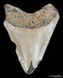Bargain / Inch Carolina Megalodon Tooth #2724-1